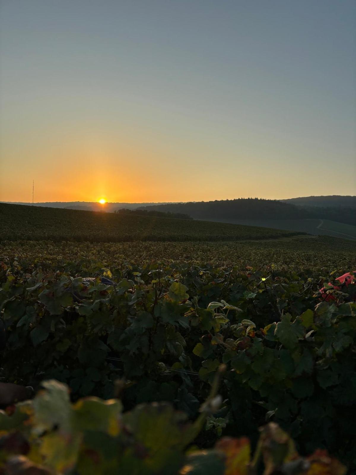 La Galipette, Charmant Chalet En Champagne Fleury-la-Riviere Eksteriør billede