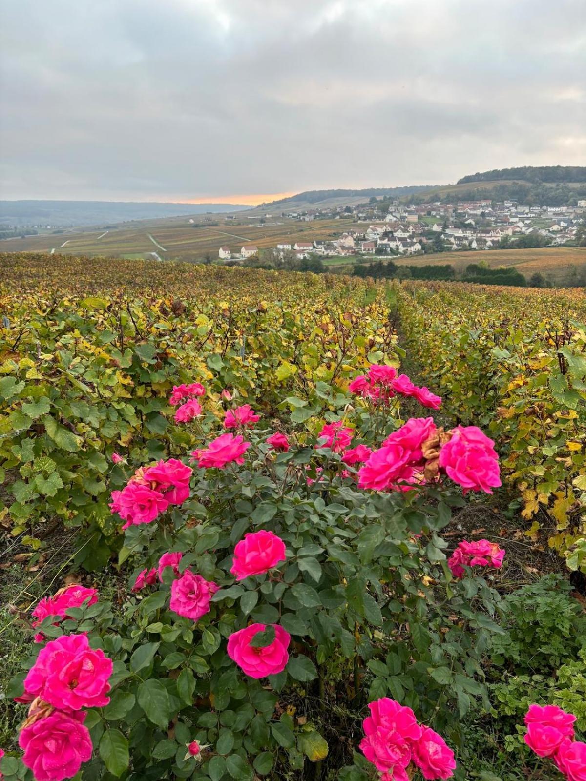 La Galipette, Charmant Chalet En Champagne Fleury-la-Riviere Eksteriør billede